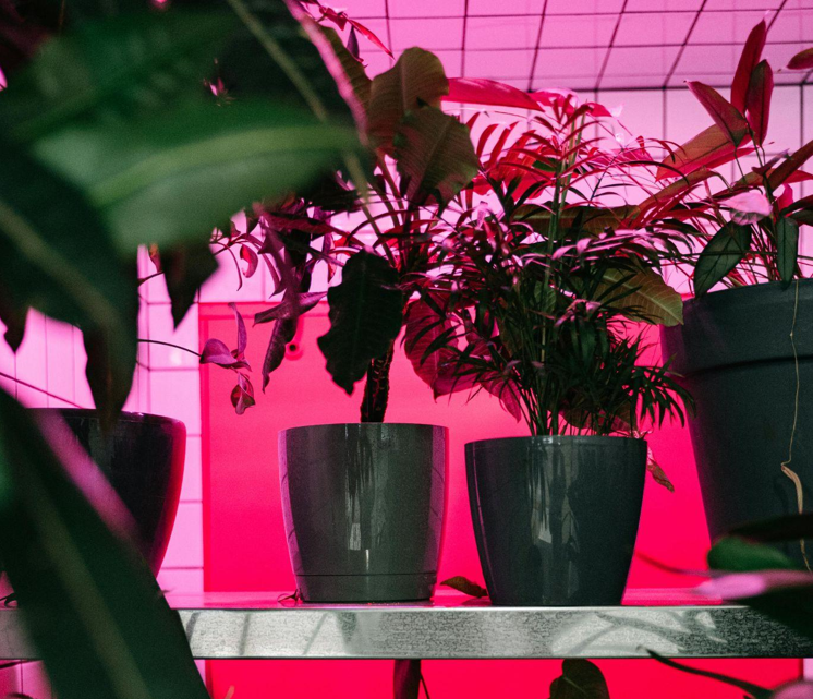 Bring Your Space to Life with Artificial Plants